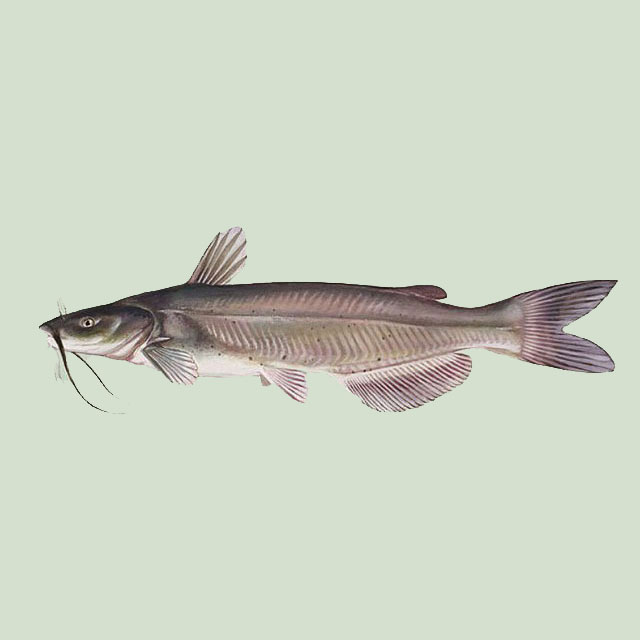 Channel Catfish