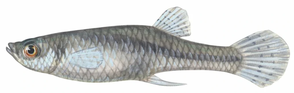 Natural Fish for Mosquito Control