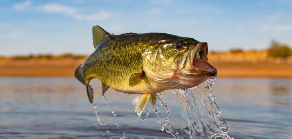 Partner with us for the best fish stocking in Raleigh and Charlotte.
