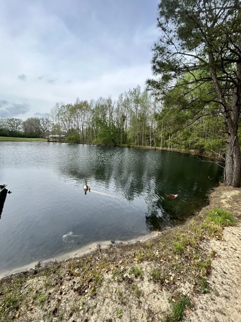 This pond is now clean and free of duckweed.
