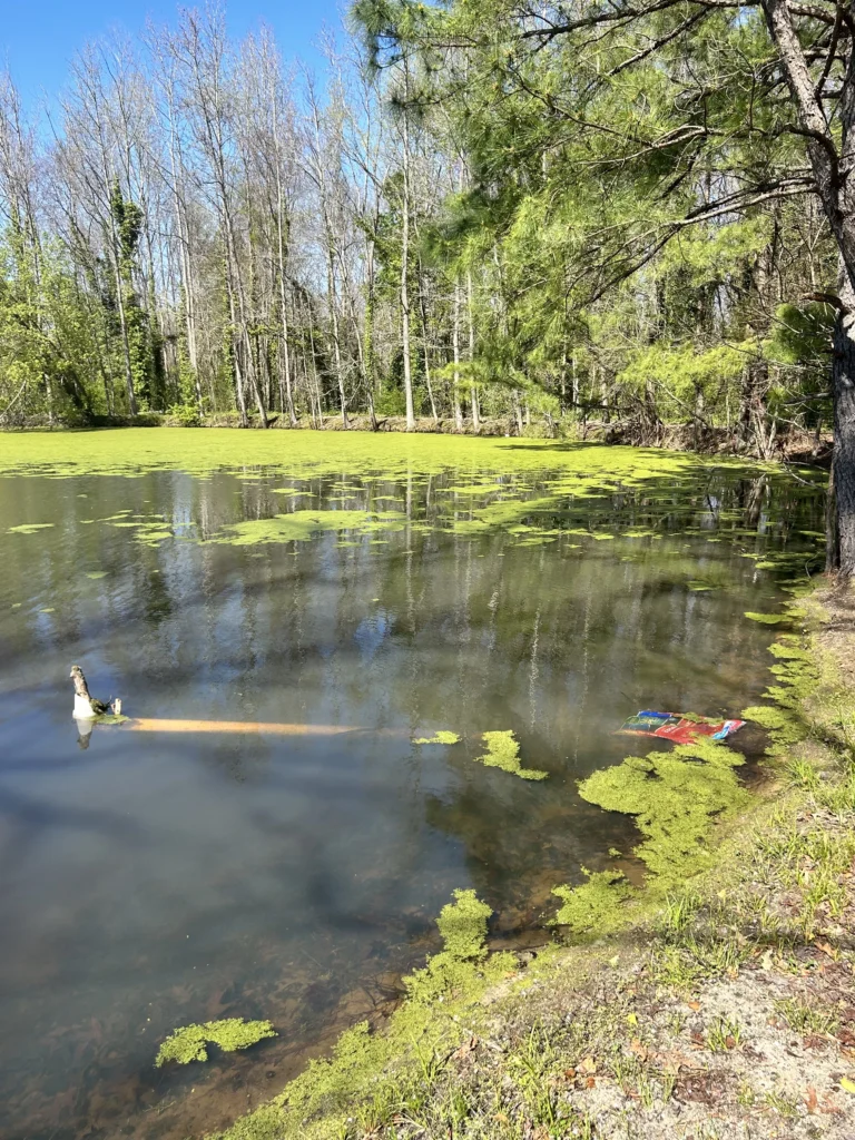 Duckweed is fast growing plant can quickly take over ponds