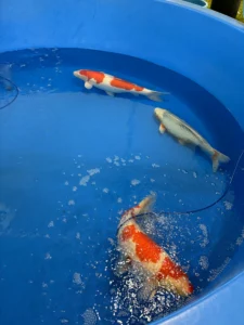 A striking orange and white koi fish swims gracefully in a clear pond, showcasing its vivid colors and elegant patterns at the ZNA Carolina Koi Show.