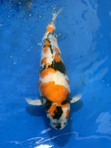 A close-up view of a spotted koi fish with intricate patterns, showcasing the detailed beauty of koi breeds featured at the ZNA Carolina Koi Show.