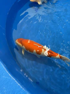 Check out our booth to learn more about our koi