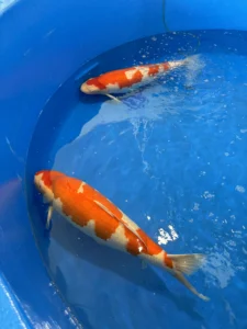 A group of colorful koi fish