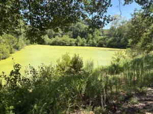 Dense duckweed covering the entire surface of a pond at a client’s property, blocking open water and sunlight, as seen in a before treatment image by Triangle Pond Management.
