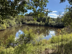 Clear pond surface with no duckweed, showcasing restored open water and natural beauty after treatment by Triangle Pond Management, taken in an after photo.