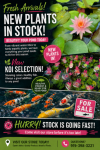 Shop new aquatic plants and colorful koi fish at Triangle Pond Management’s Raleigh pond and water garden store